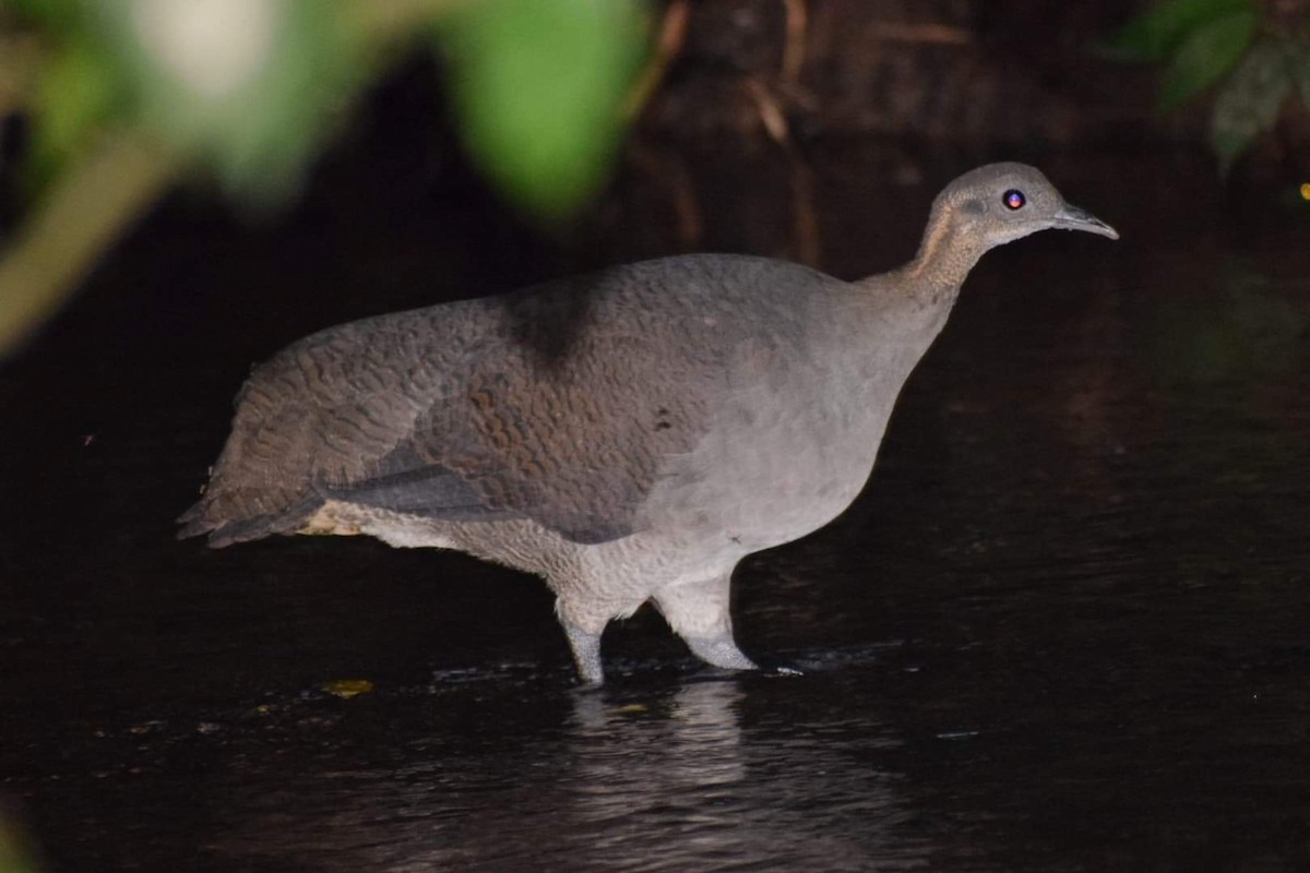 Solitary Tinamou - ML196949551