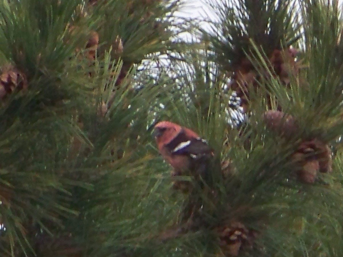 White-winged Crossbill - ML196949601