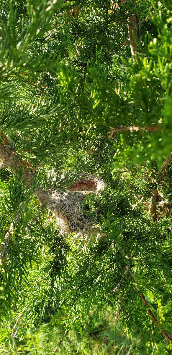 American Goldfinch - ML196950311