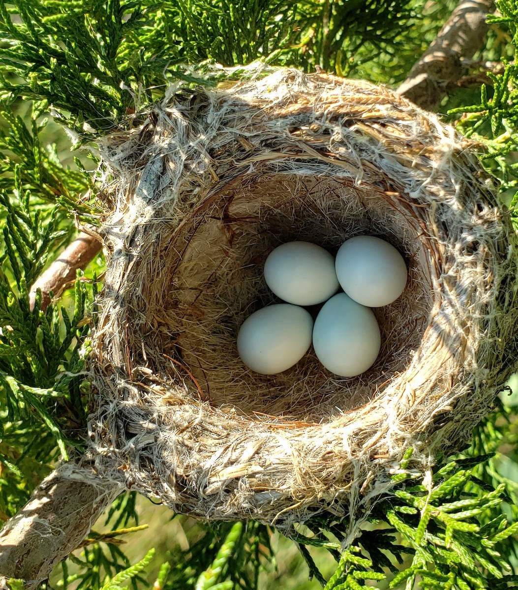 American Goldfinch - ML196950391