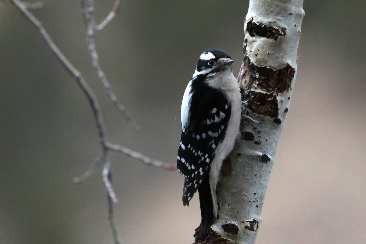 Downy Woodpecker - ML196951131