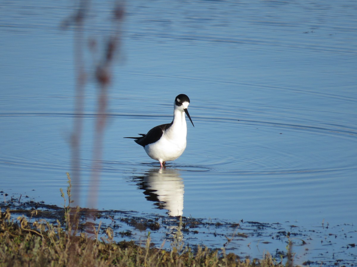 Black-necked Stilt - ML196951651