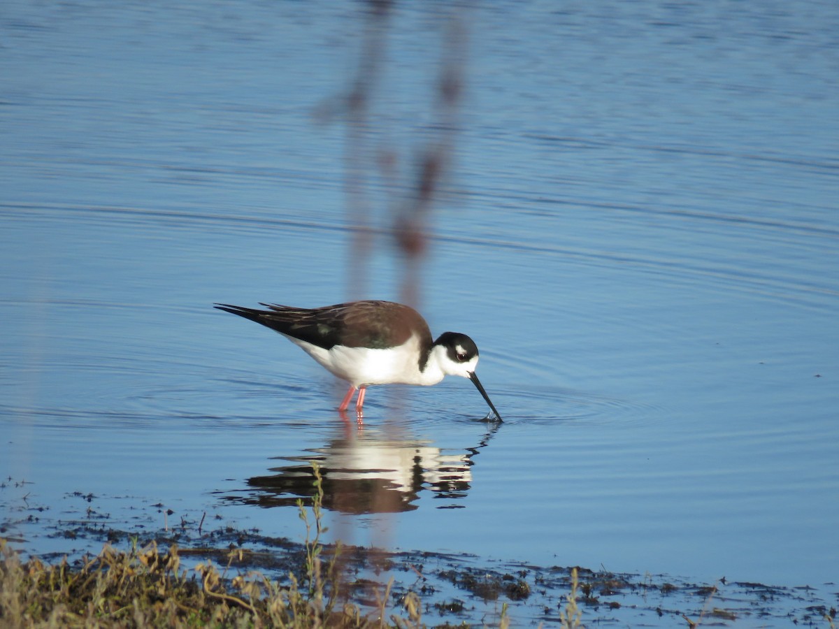 Black-necked Stilt - ML196951671