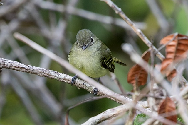 Yellow-margined Flatbill (examinatus) - ML196953371