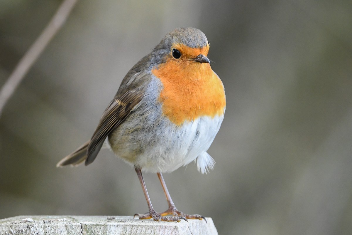 European Robin - Maryse Neukomm