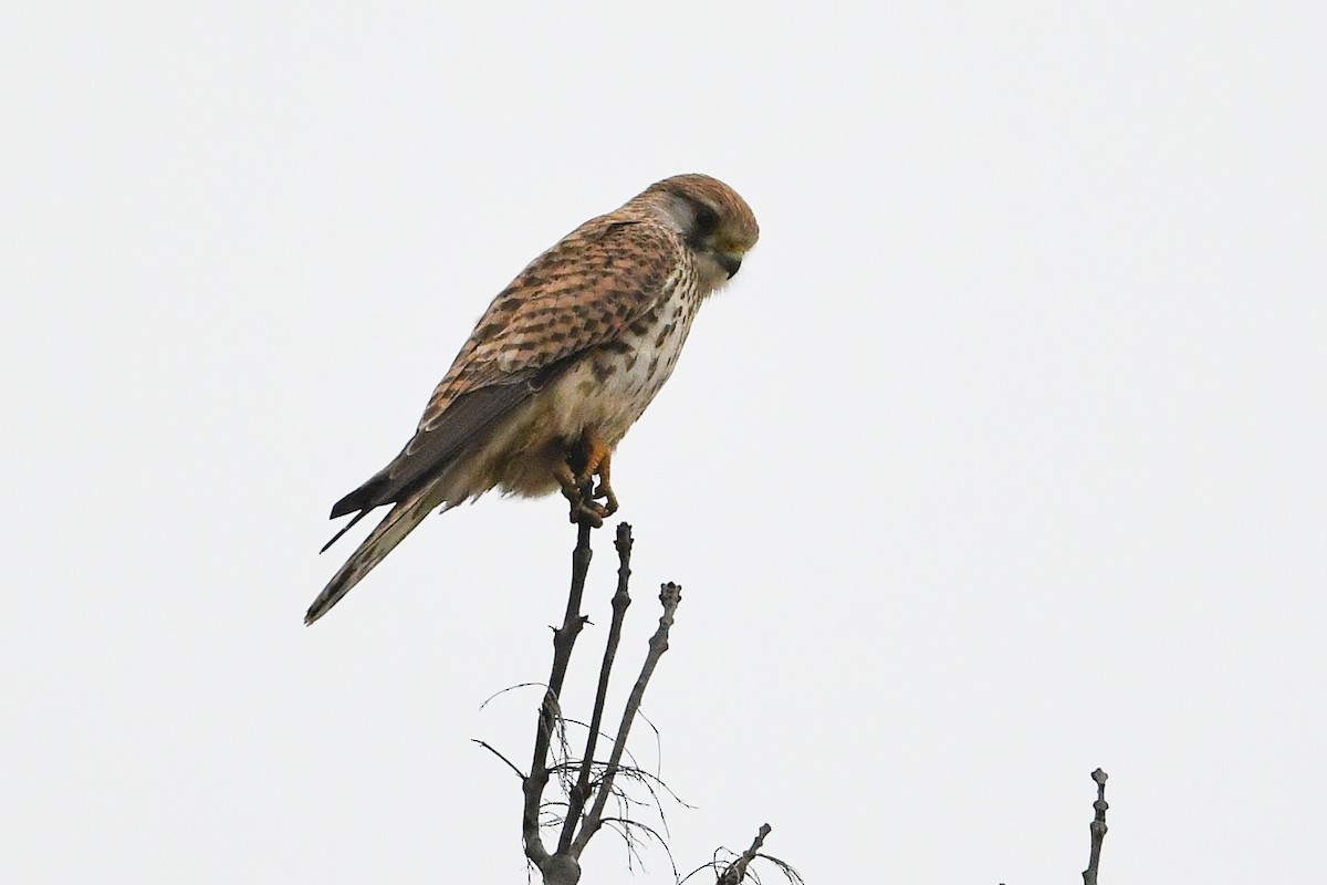 Eurasian Kestrel - ML196954071