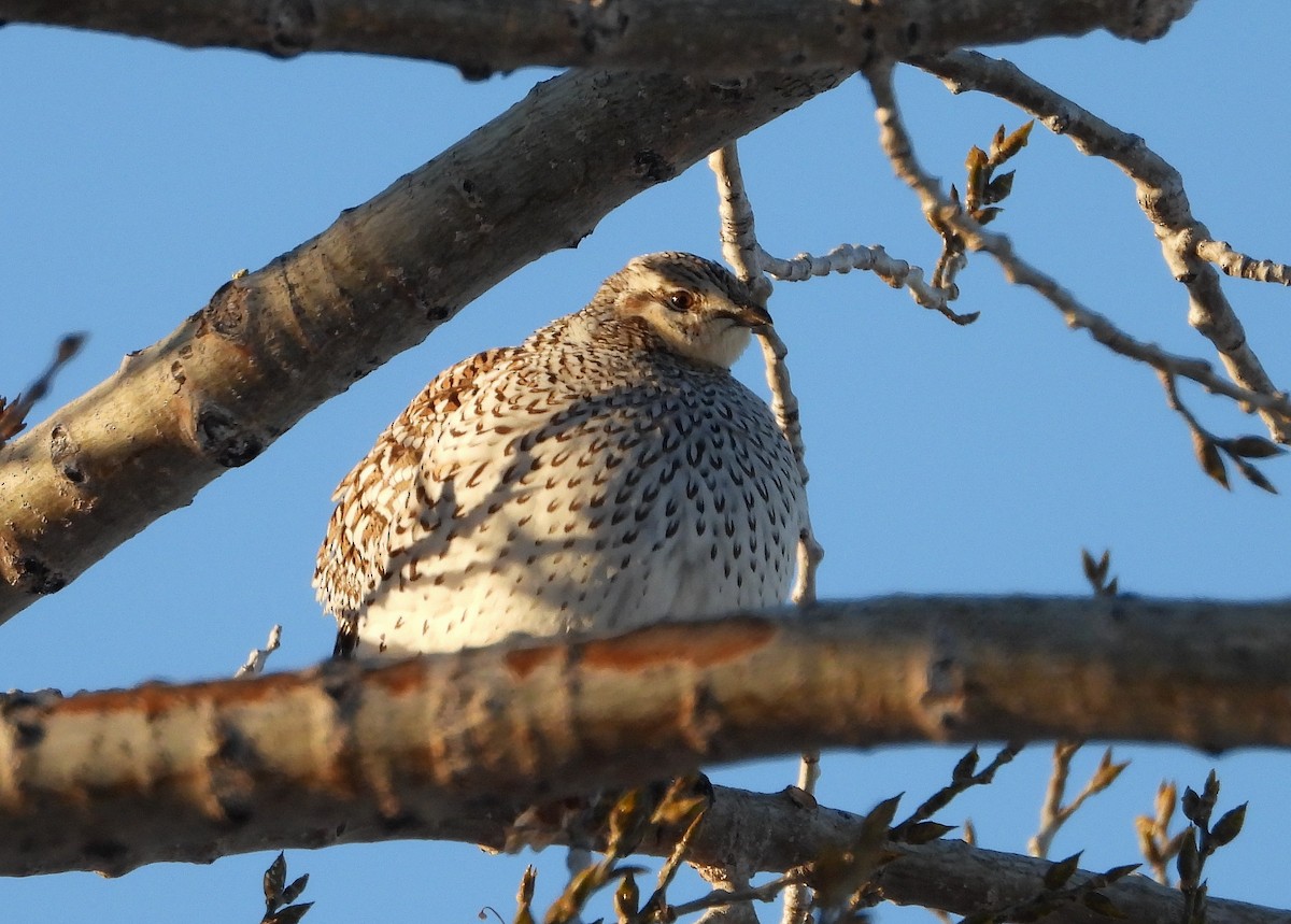 Sharp-tailed Grouse - Richard Klauke