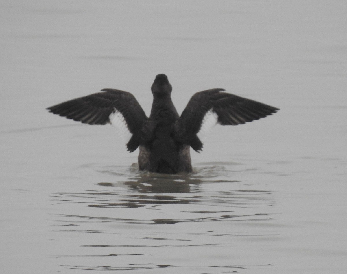 White-winged Scoter - shelley seidman