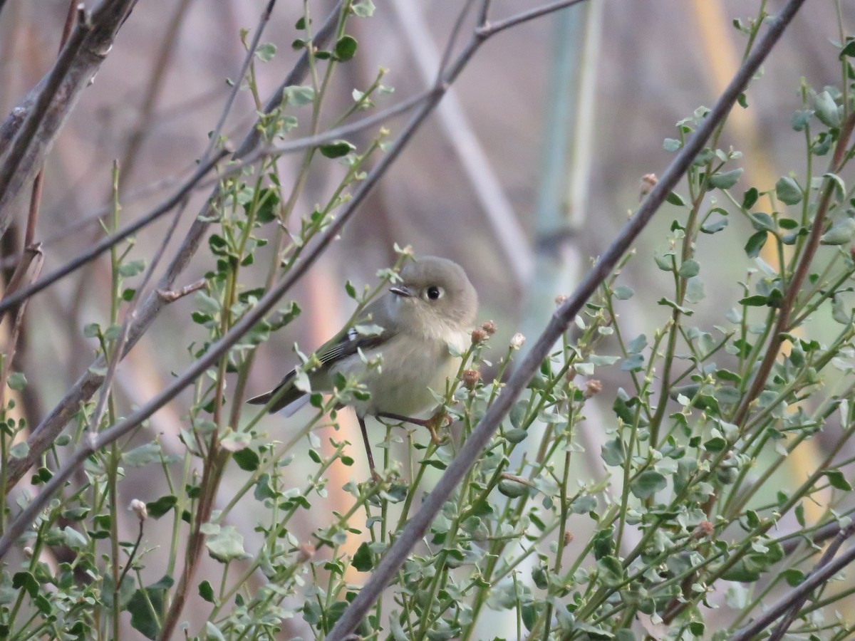 Ruby-crowned Kinglet - Curtis Mahon