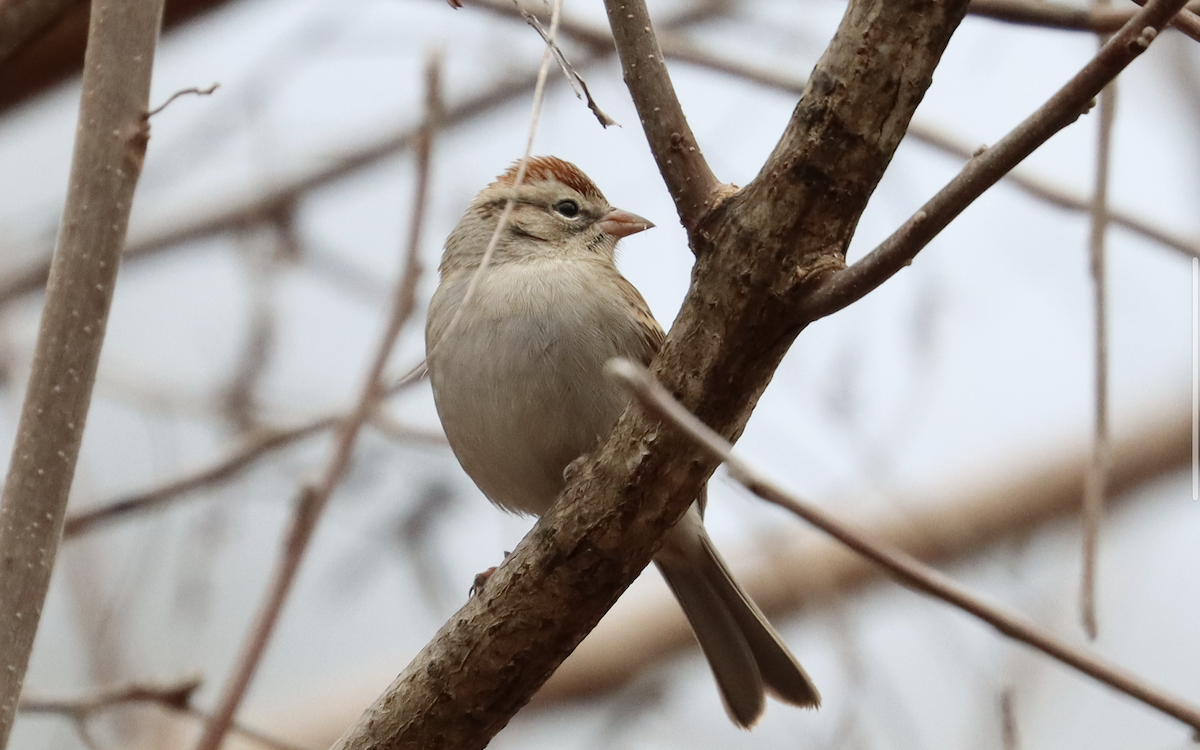 Chipping Sparrow - ML196957711