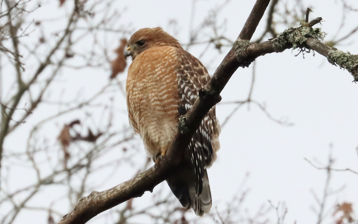 Red-shouldered Hawk - ML196957731