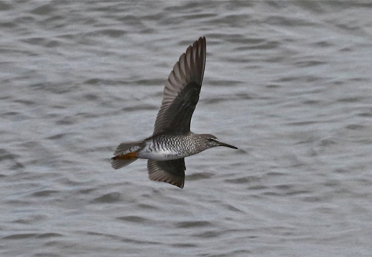 Wandering Tattler - Bill Hill