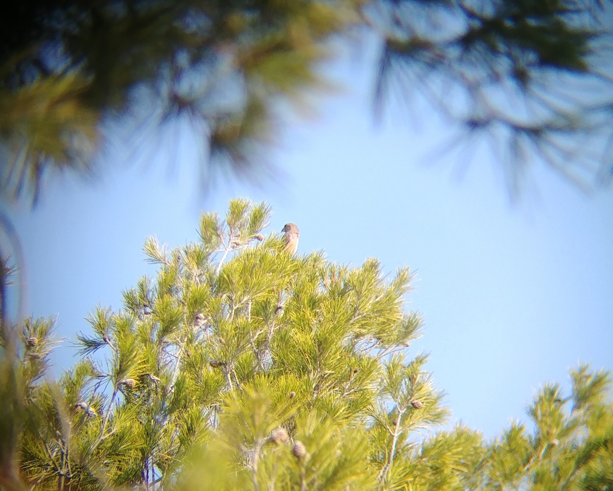 Red Crossbill - ML196962911