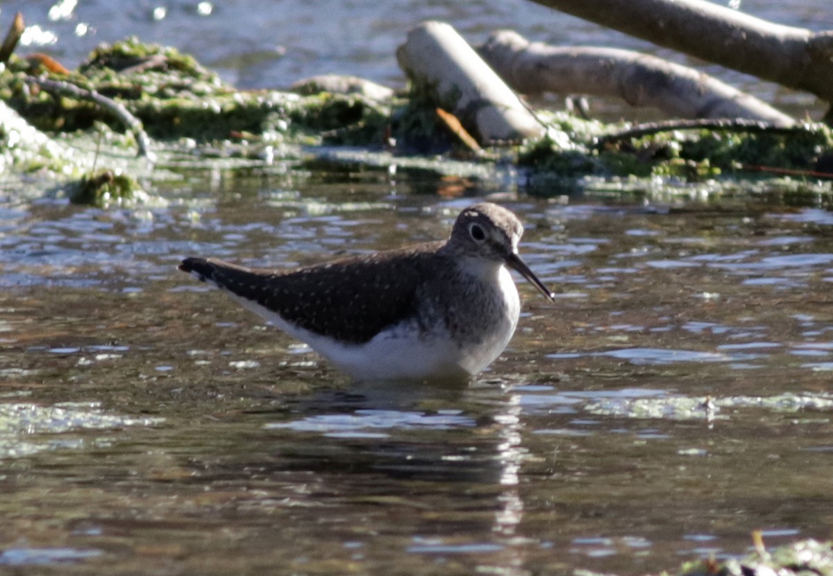 Solitary Sandpiper - Ann Mallard