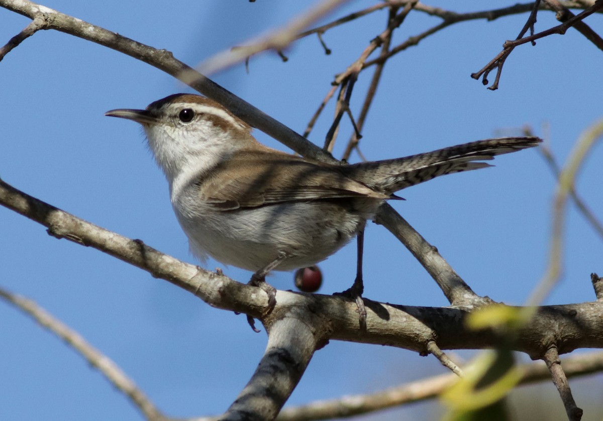 Bewick's Wren - ML196963351