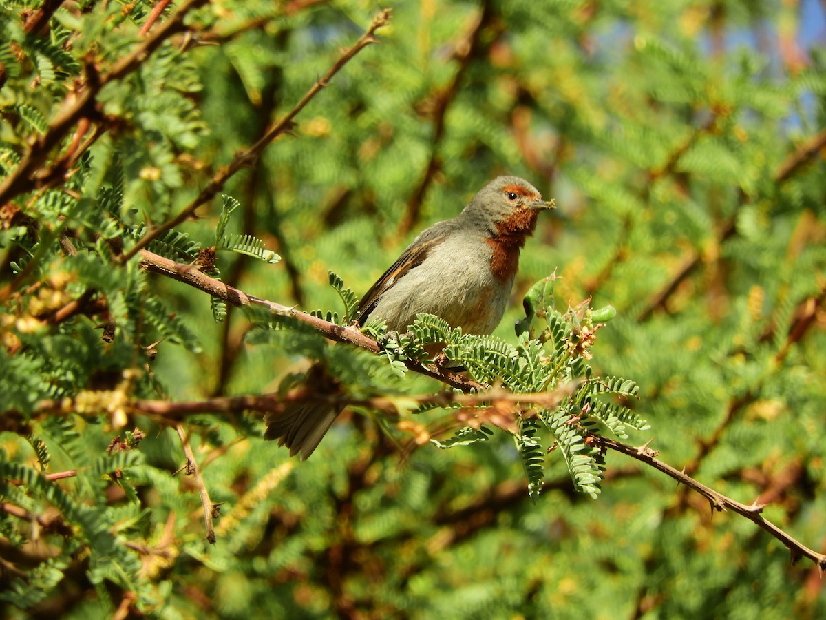 Tamarugo Conebill - ML196964741