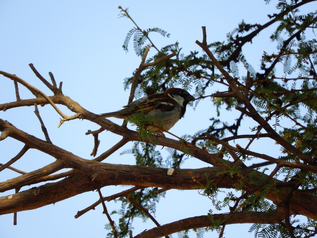 House Sparrow - ML196966161