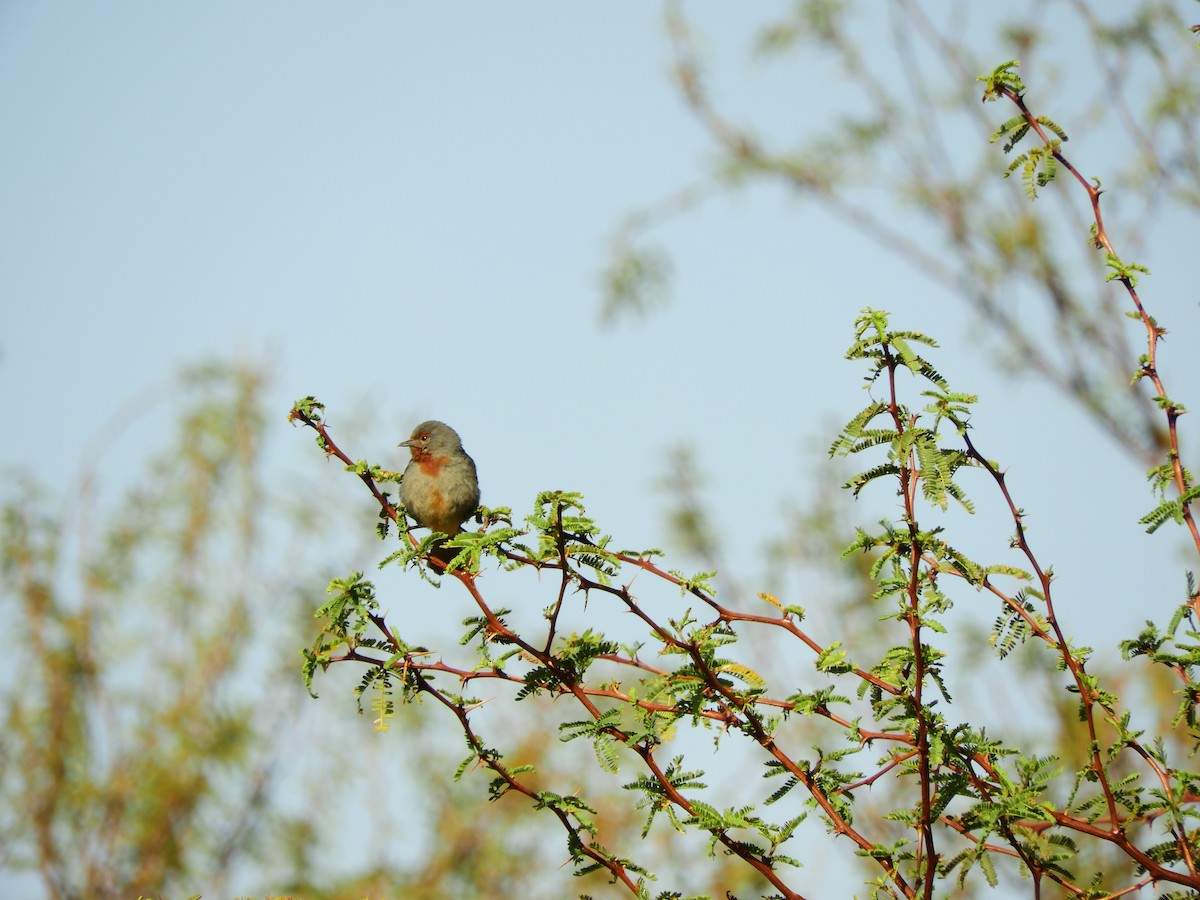 Tamarugo Conebill - ML196967001