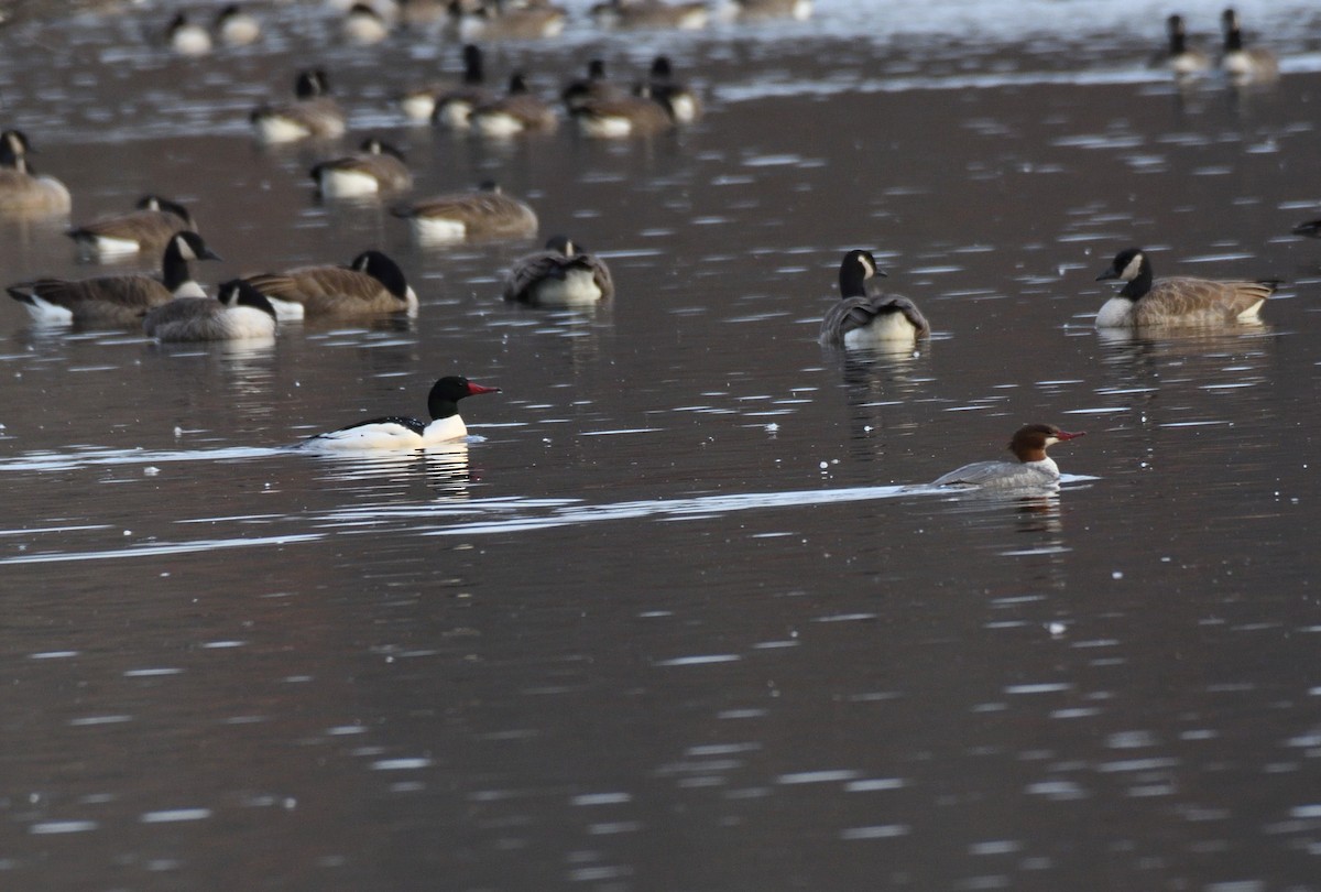 Common Merganser - Joe Girgente