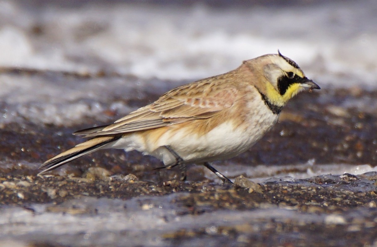 Horned Lark - Dennis Mersky