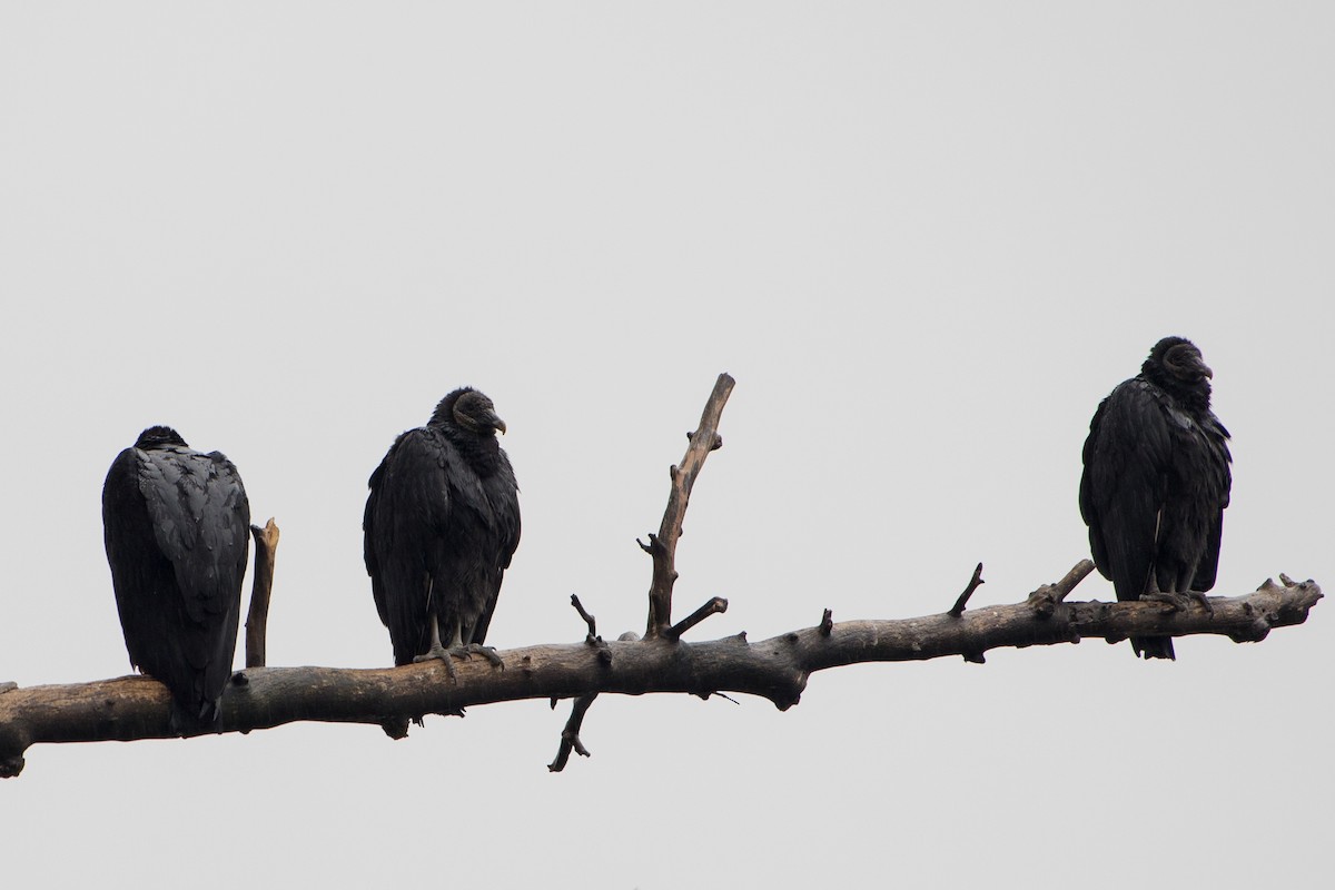 Black Vulture - ML196973861