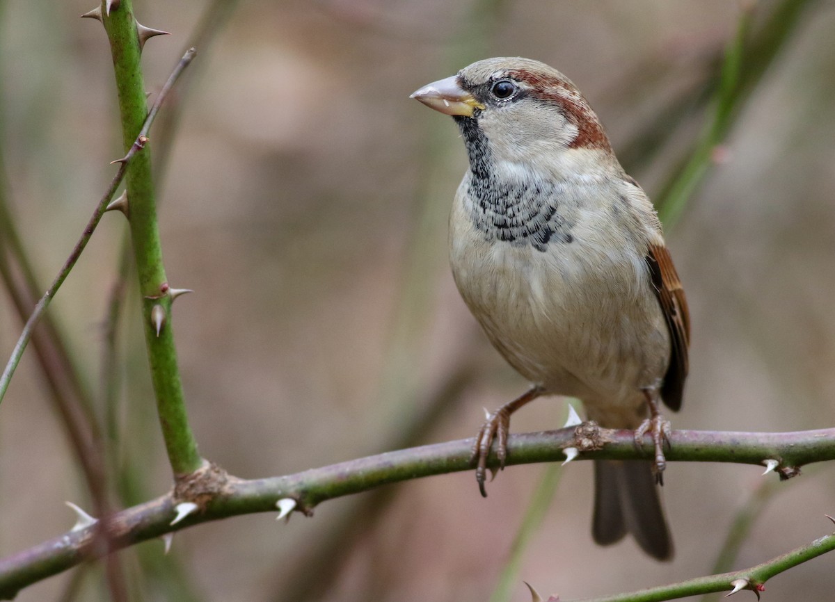 House Sparrow - ML196976351