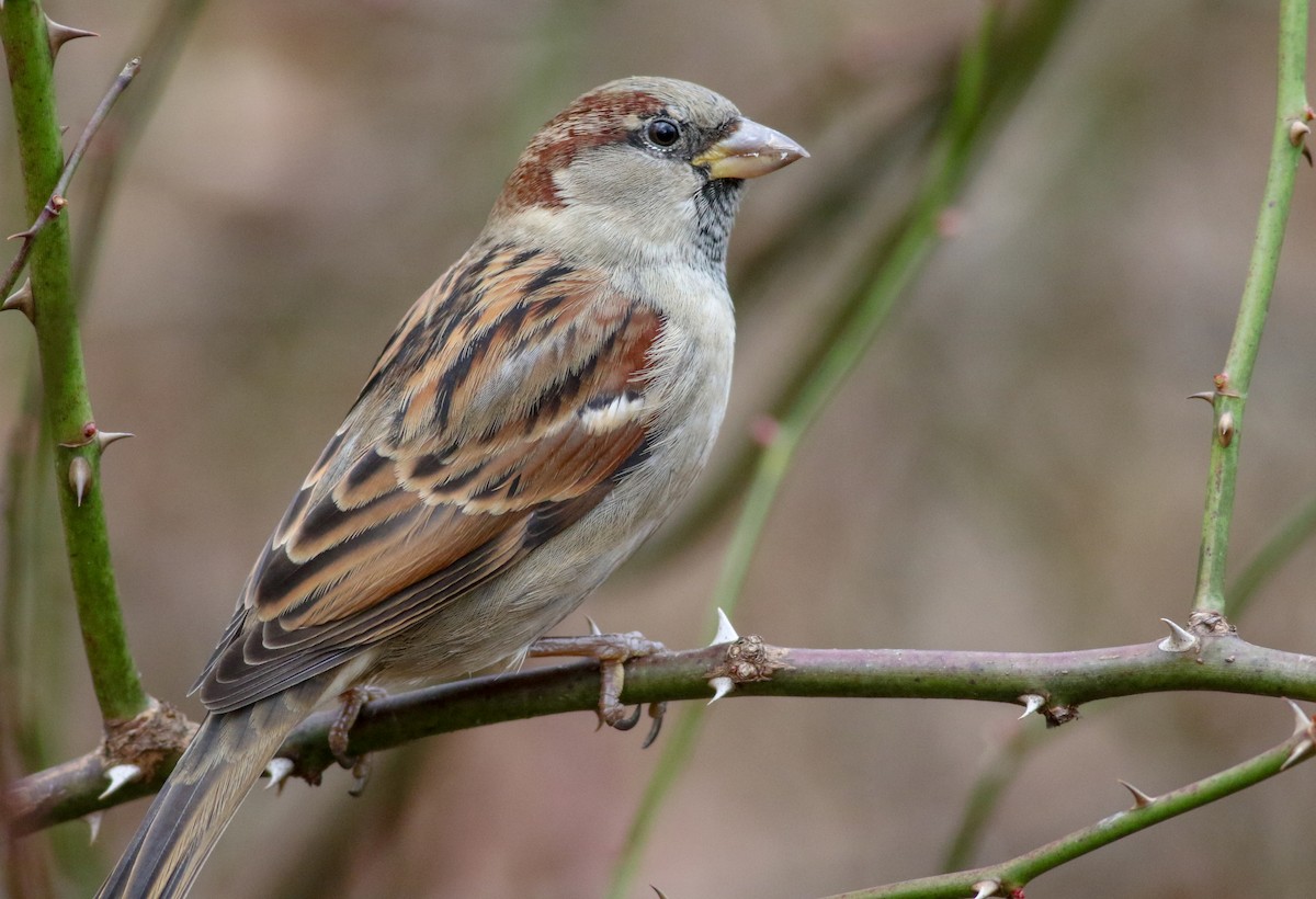 House Sparrow - ML196976371