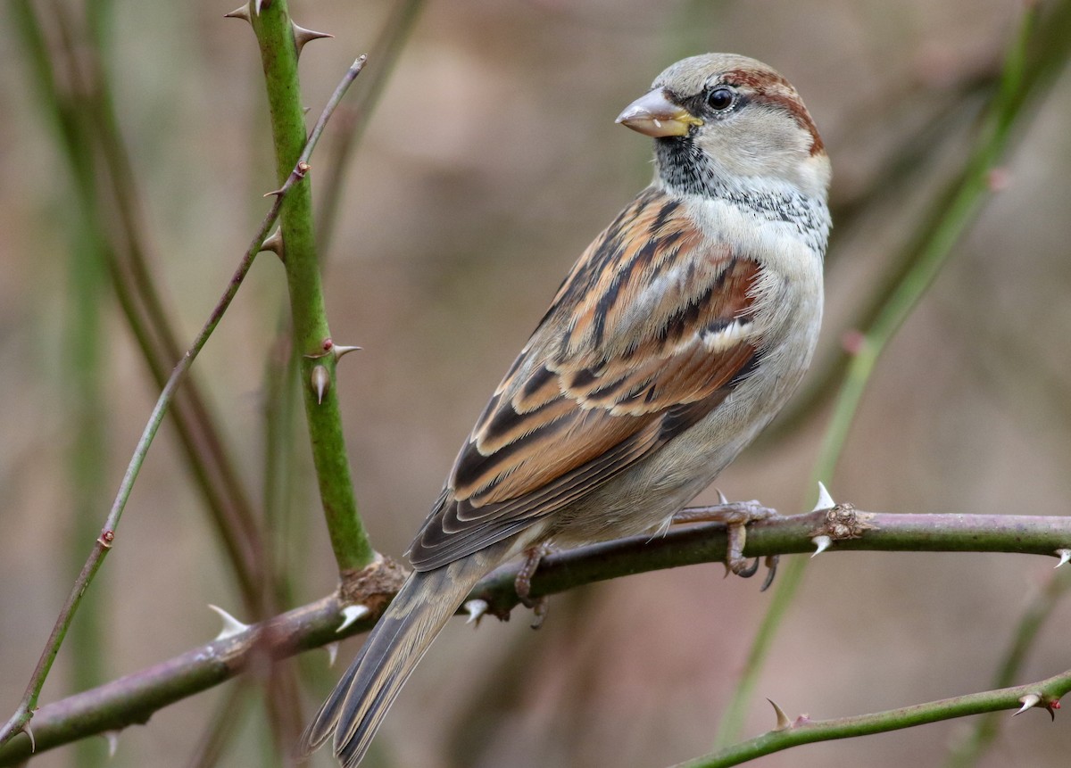 House Sparrow - Alex Wiebe