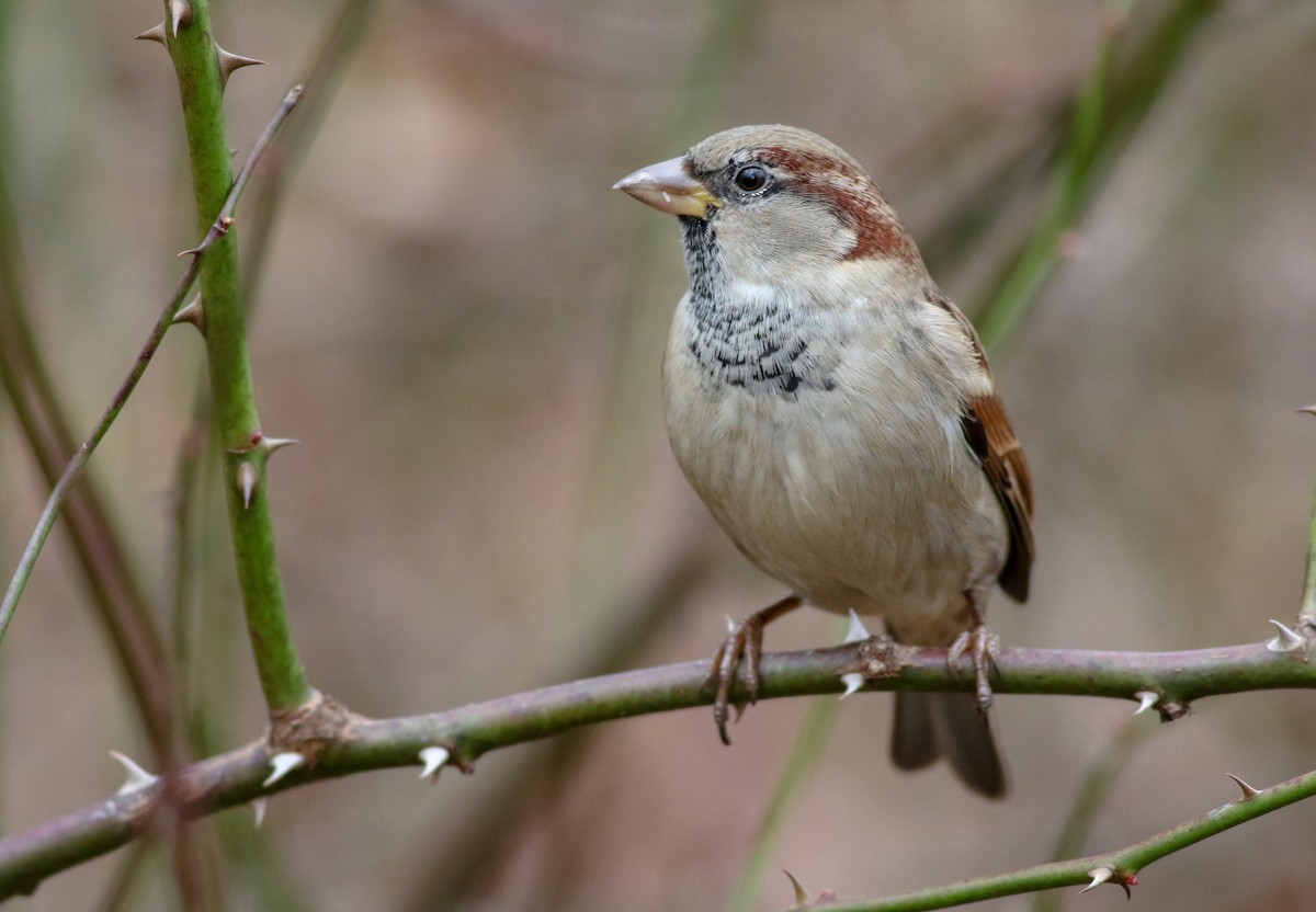 House Sparrow - ML196976451