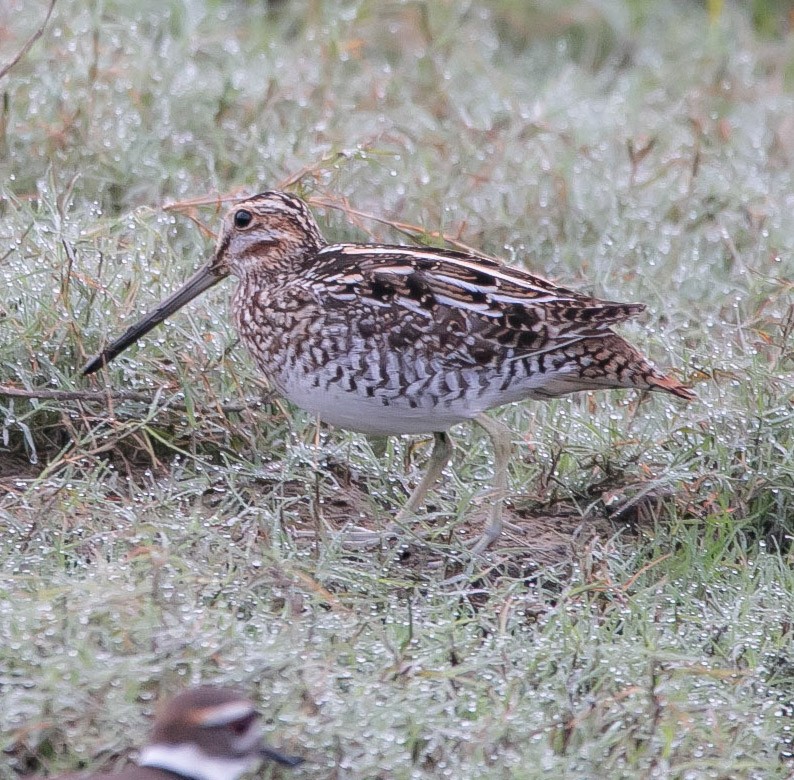 Wilson's Snipe - Isaias Morataya