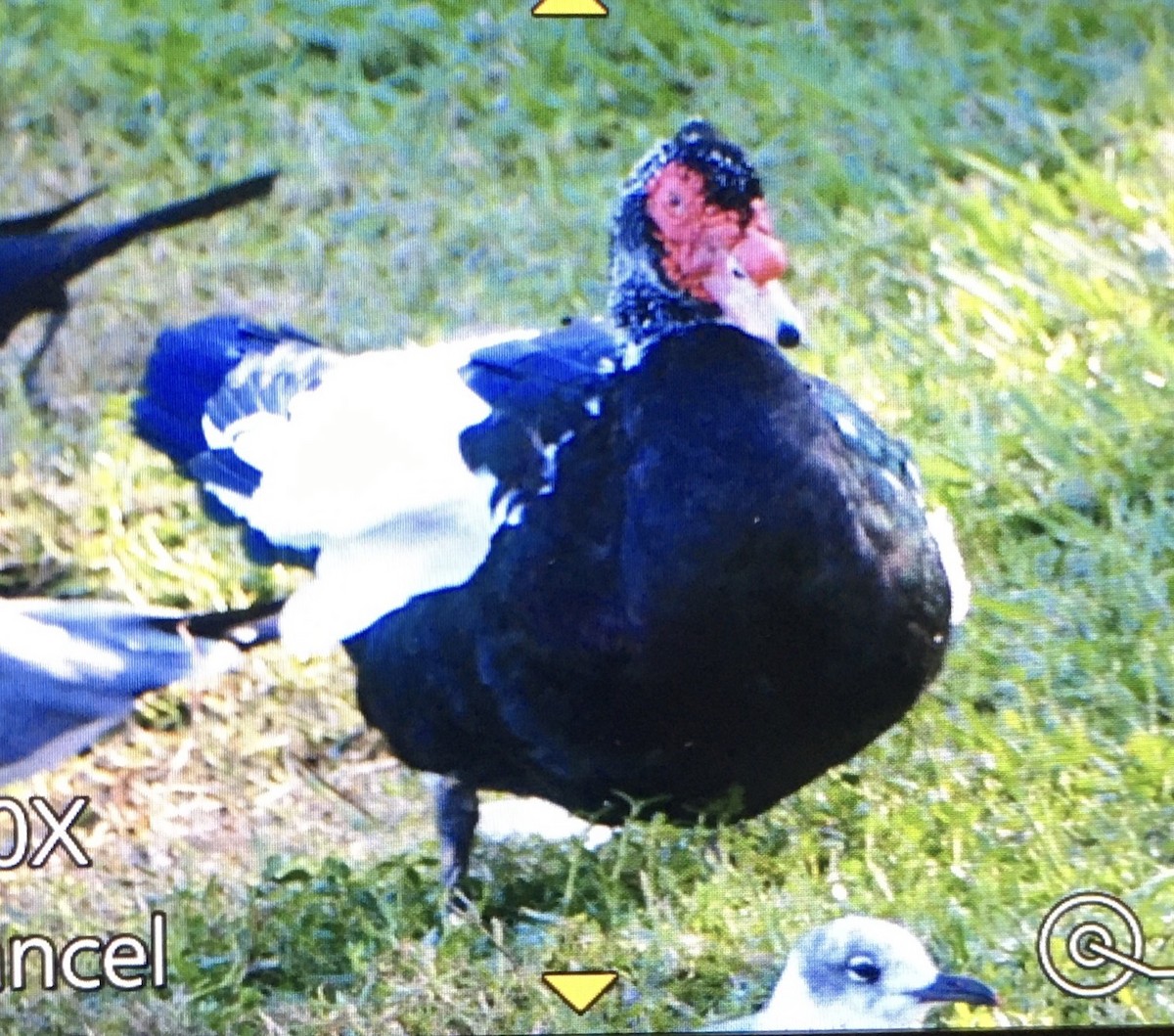 Muscovy Duck (Domestic type) - ML196988161