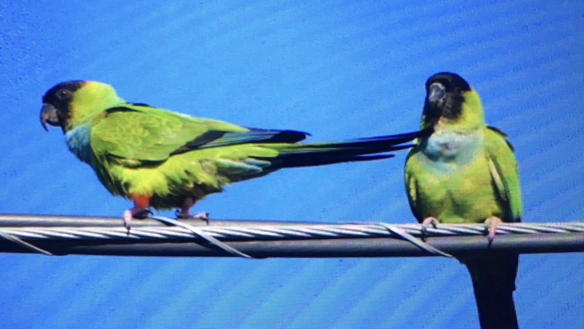 Nanday Parakeet - ML196988881