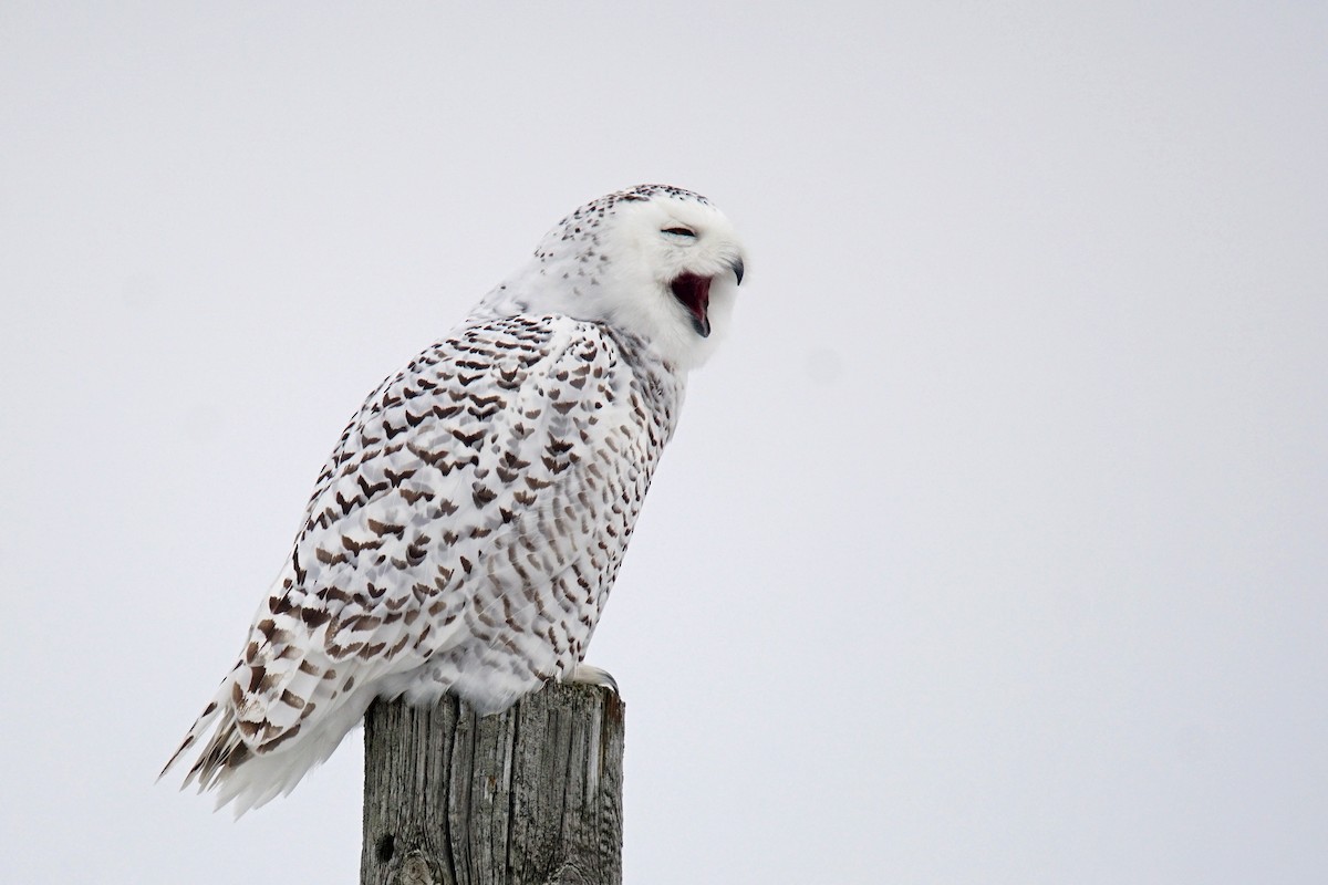 Snowy Owl - ML196989071