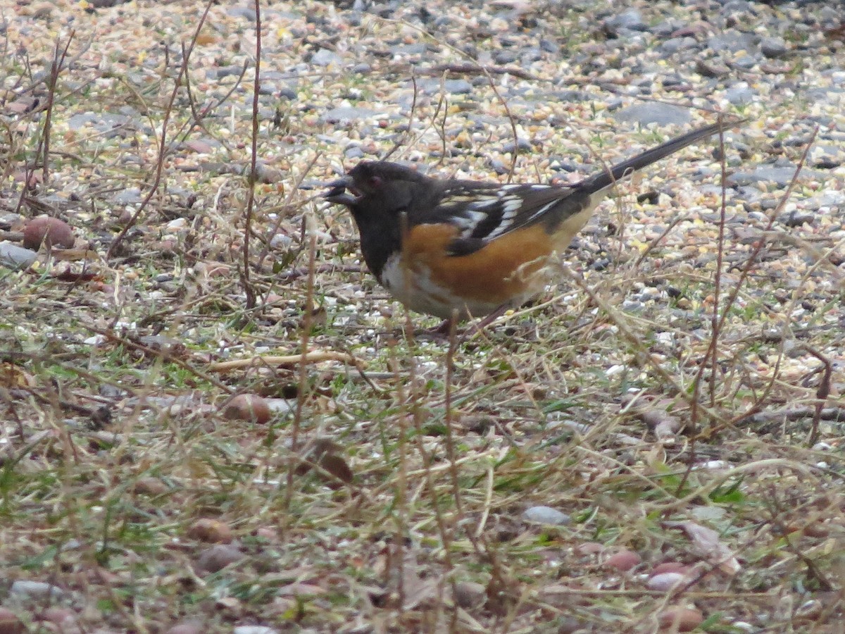 Spotted Towhee - ML196989671
