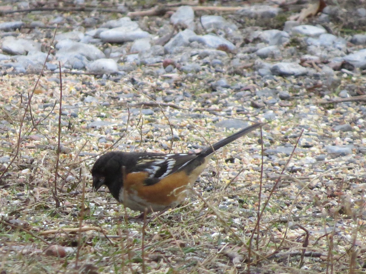 Spotted Towhee - ML196989711