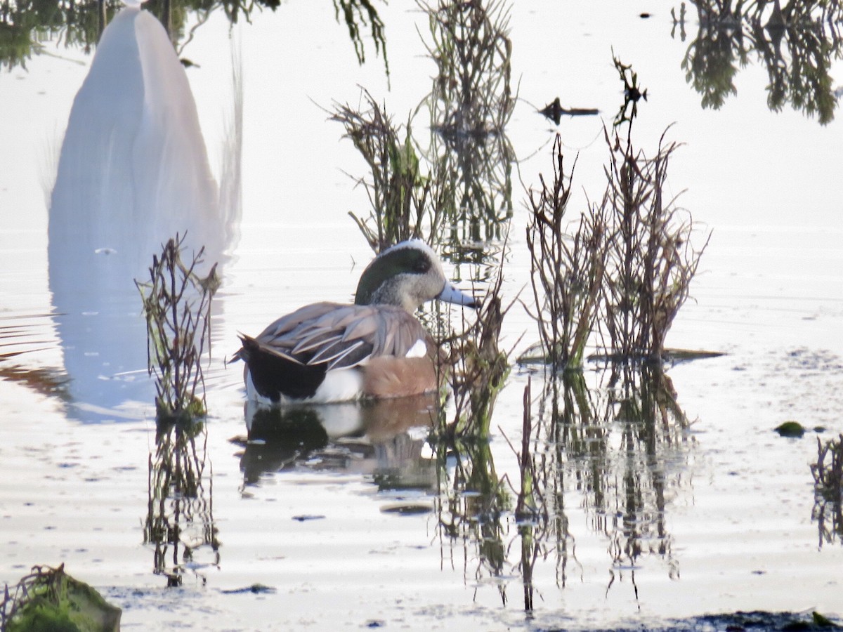 American Wigeon - ML196990861