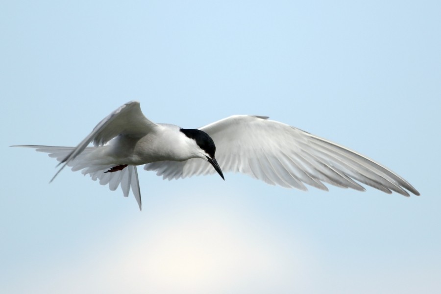 Common Tern (longipennis) - Pavel Parkhaev