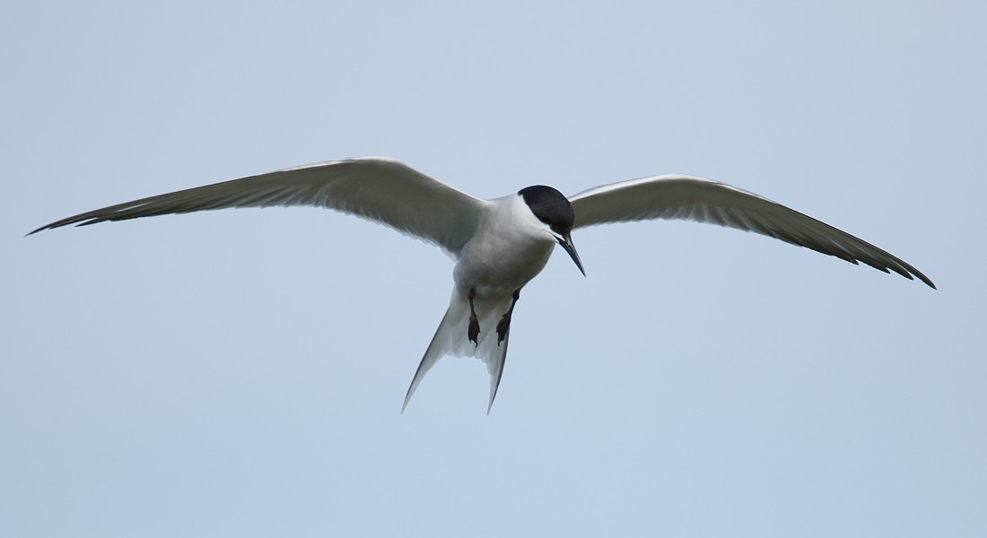 Common Tern (longipennis) - Pavel Parkhaev