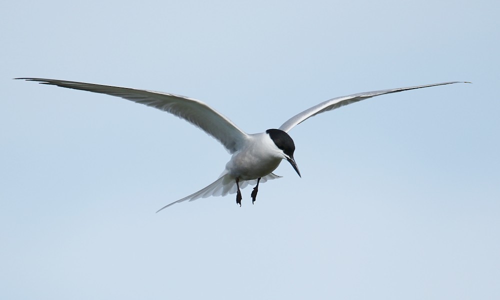 Common Tern (longipennis) - Pavel Parkhaev