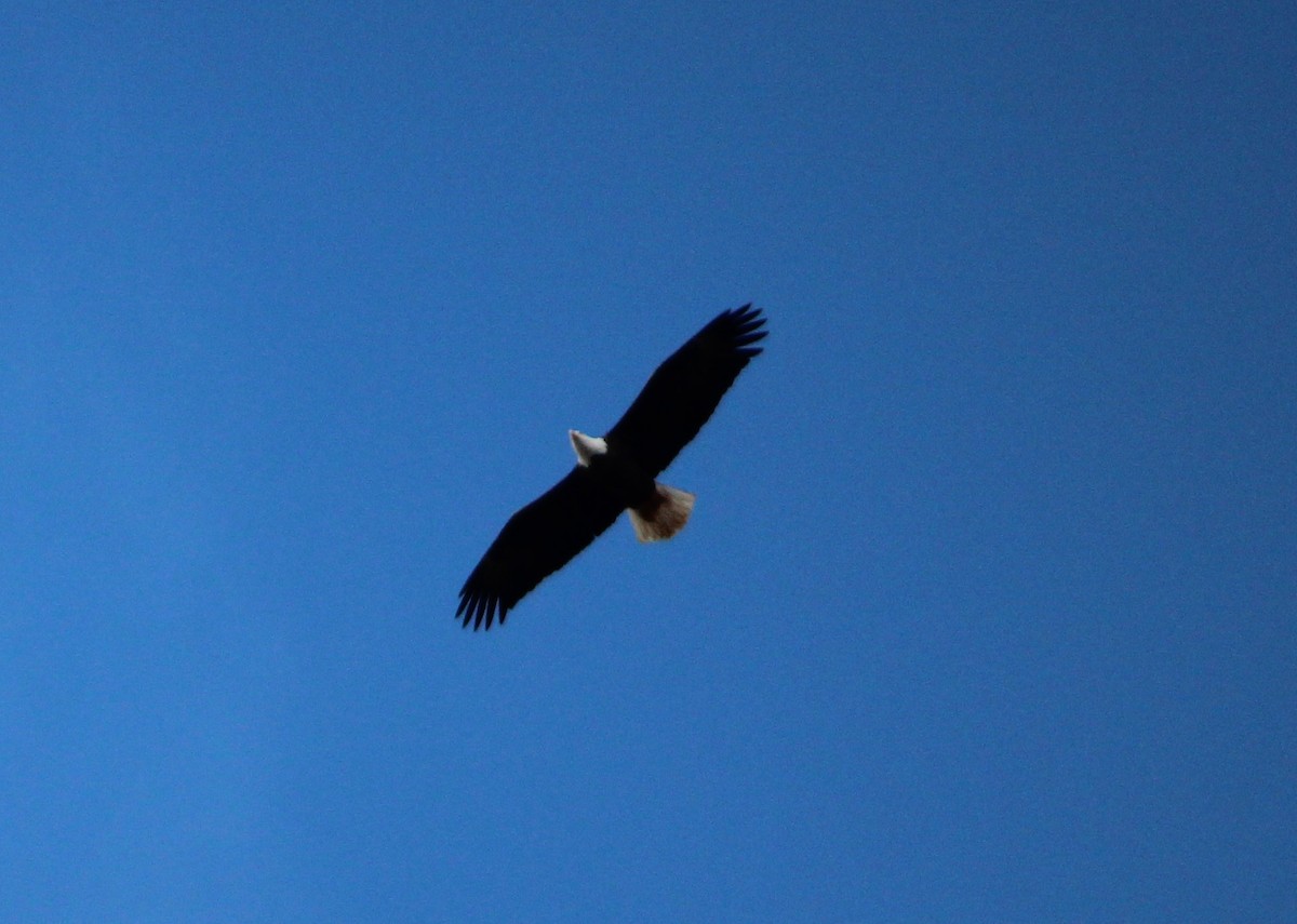 Bald Eagle - ML196991831