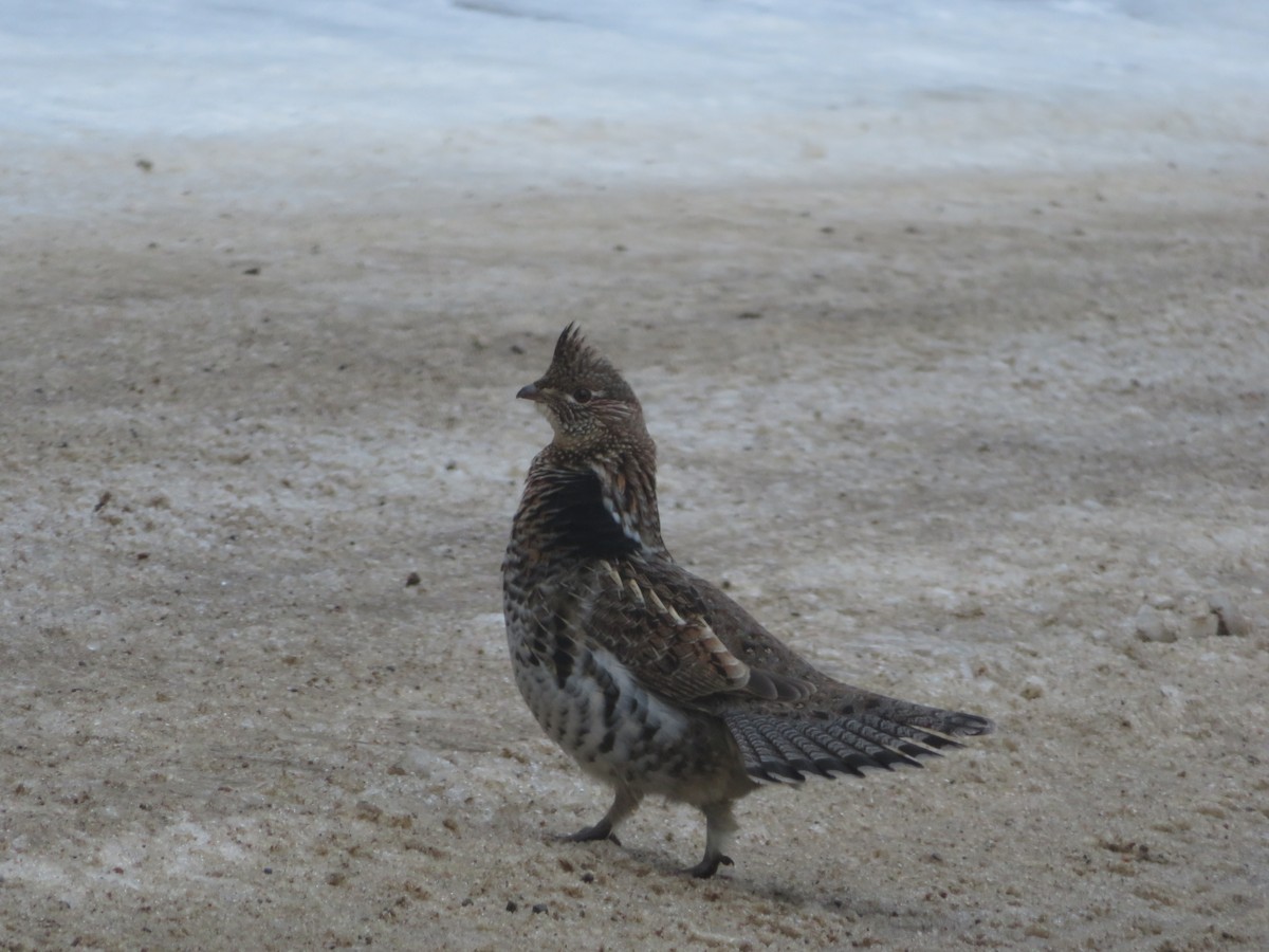 Ruffed Grouse - ML196991881