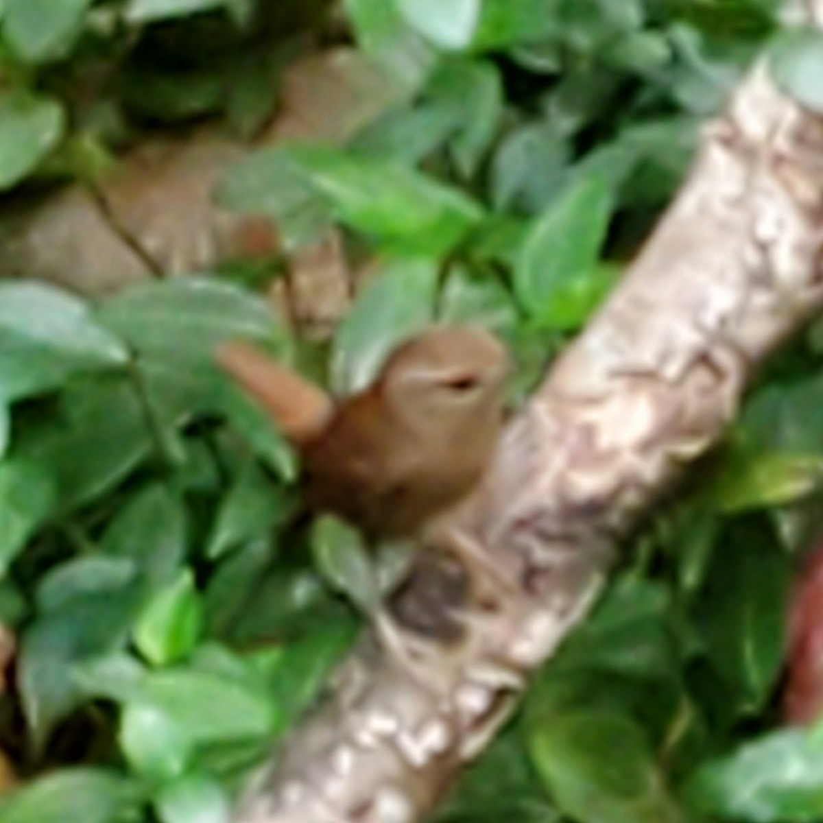 Winter Wren - ML196993021