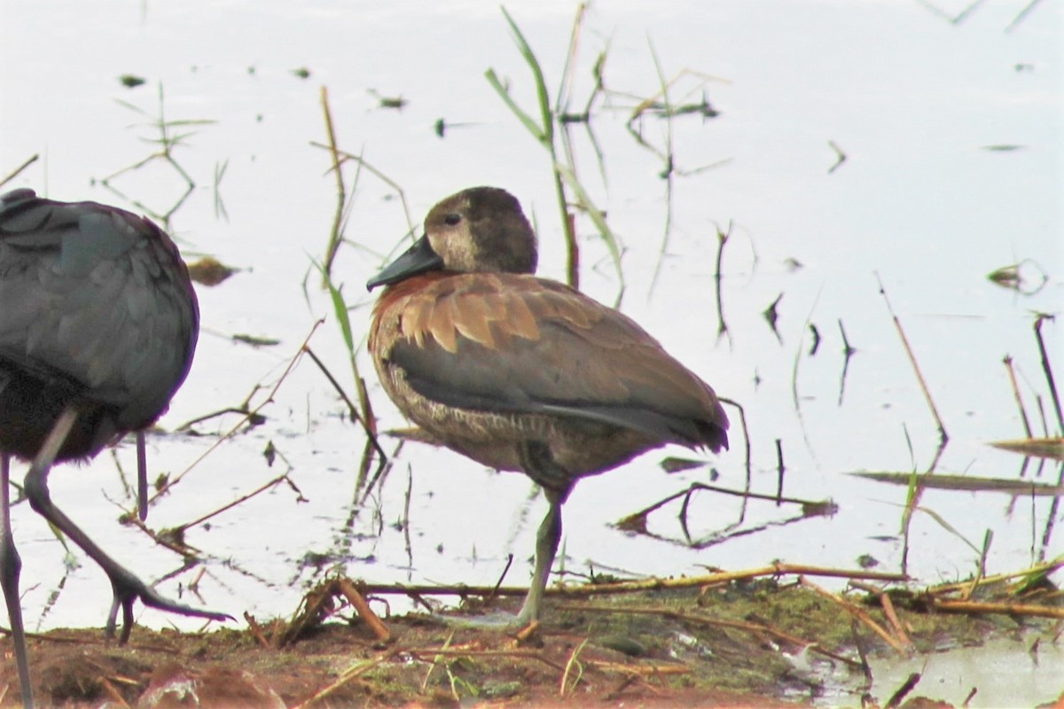White-faced Whistling-Duck - Greg Laverty