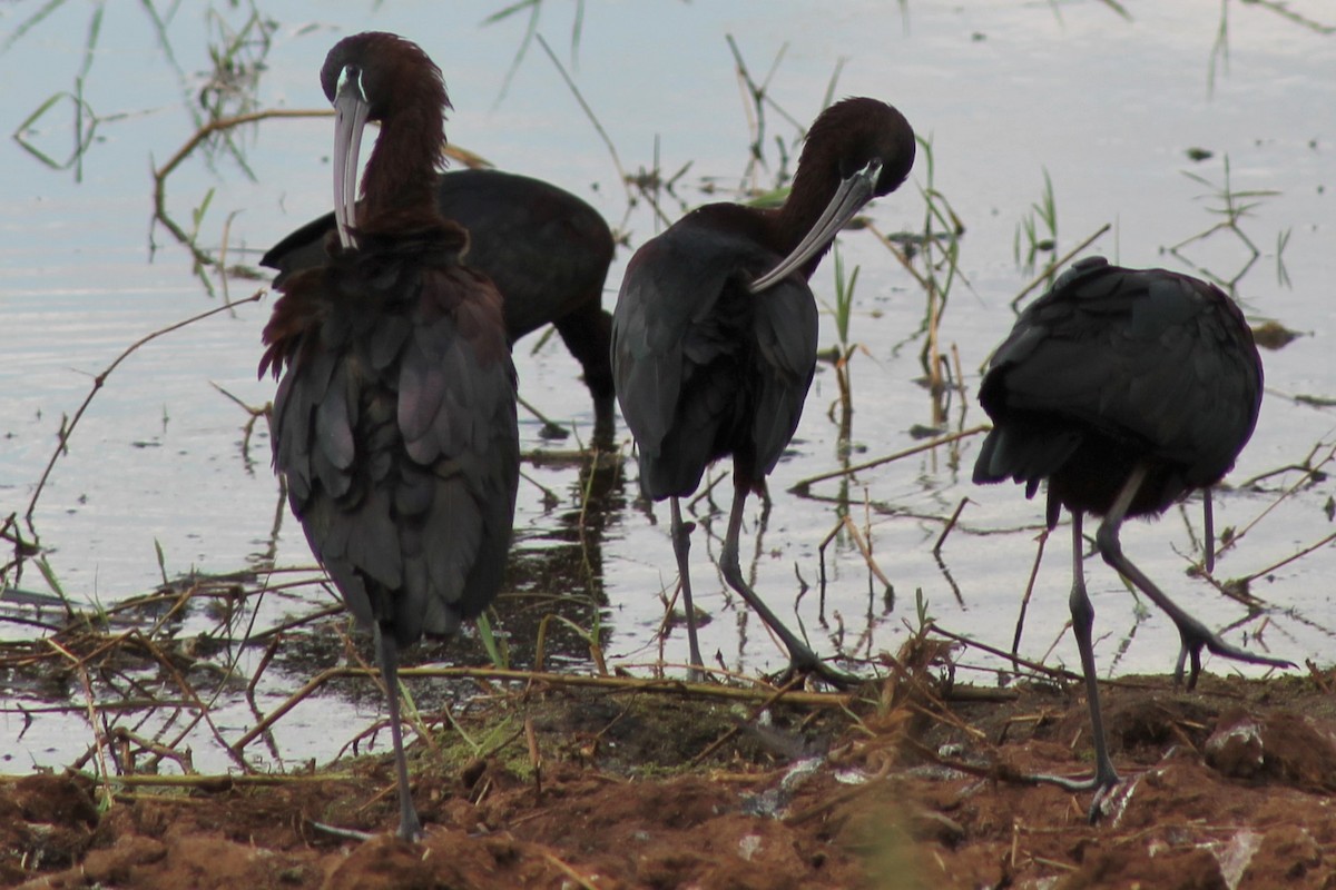 ibis hnědý - ML196994601