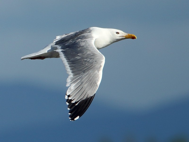 Mongolian Gull - Pavel Parkhaev