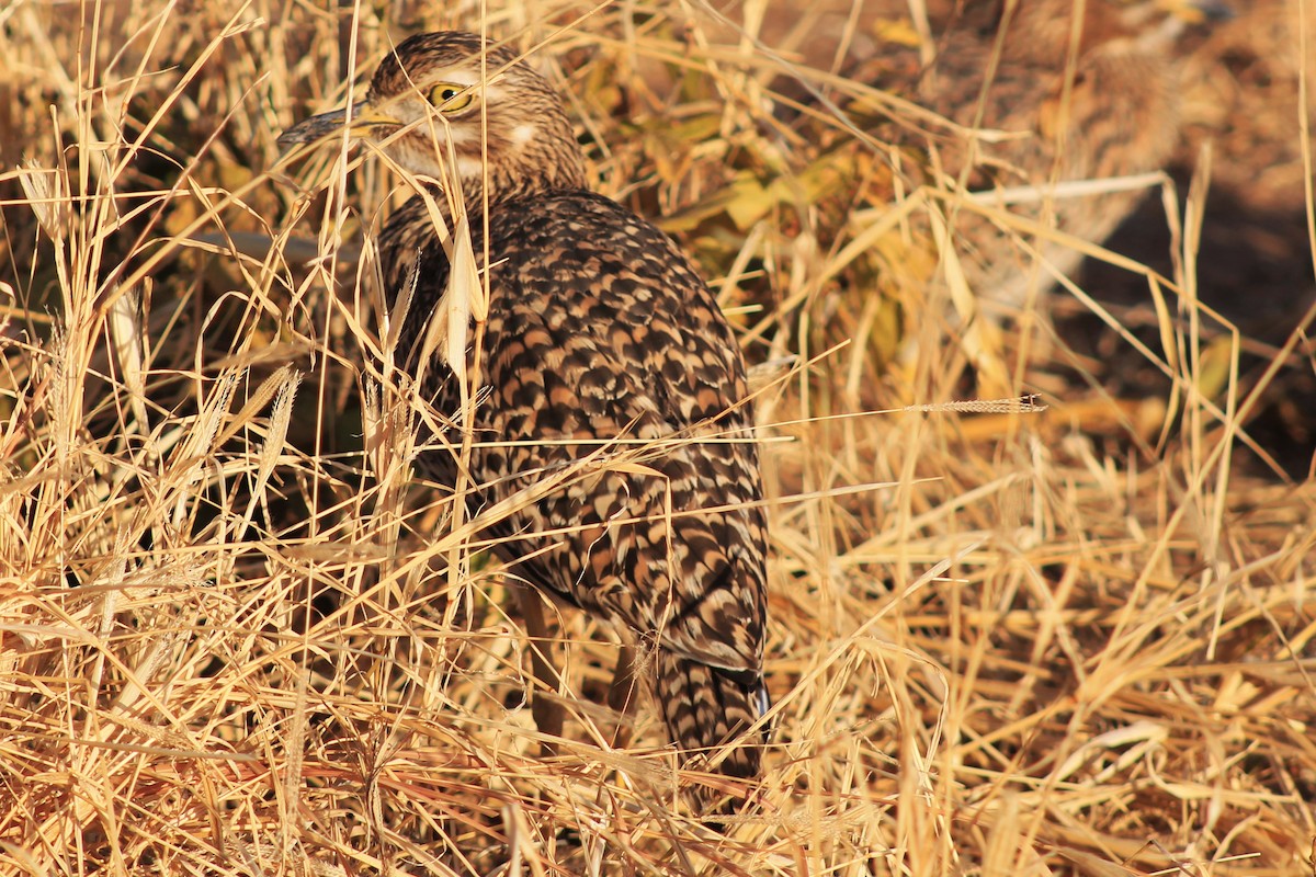 Spotted Thick-knee - ML196997641