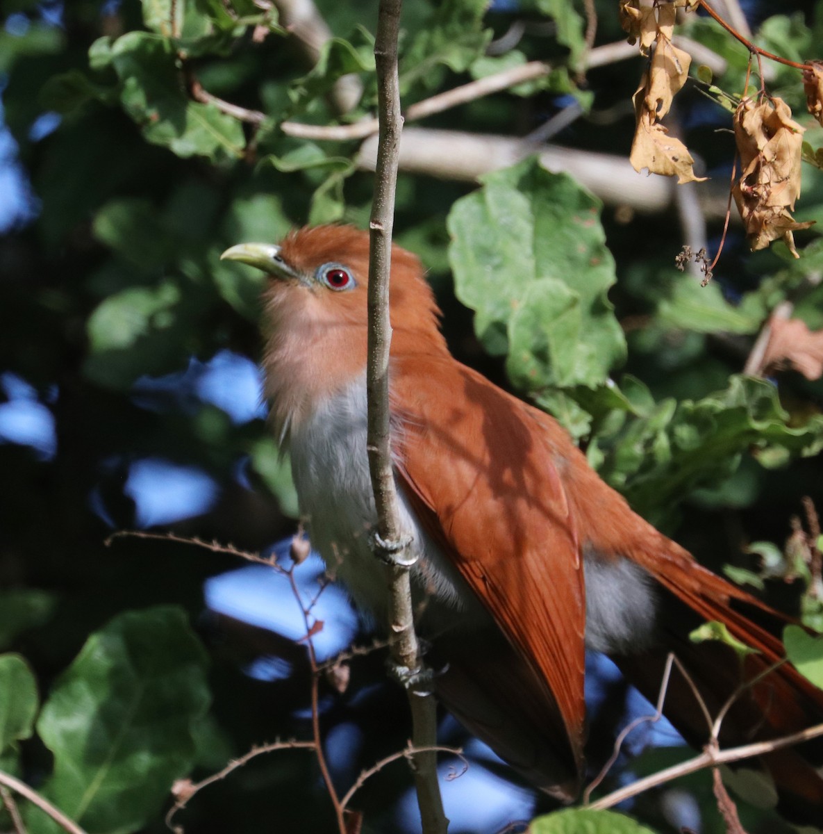 Squirrel Cuckoo - ML197000171