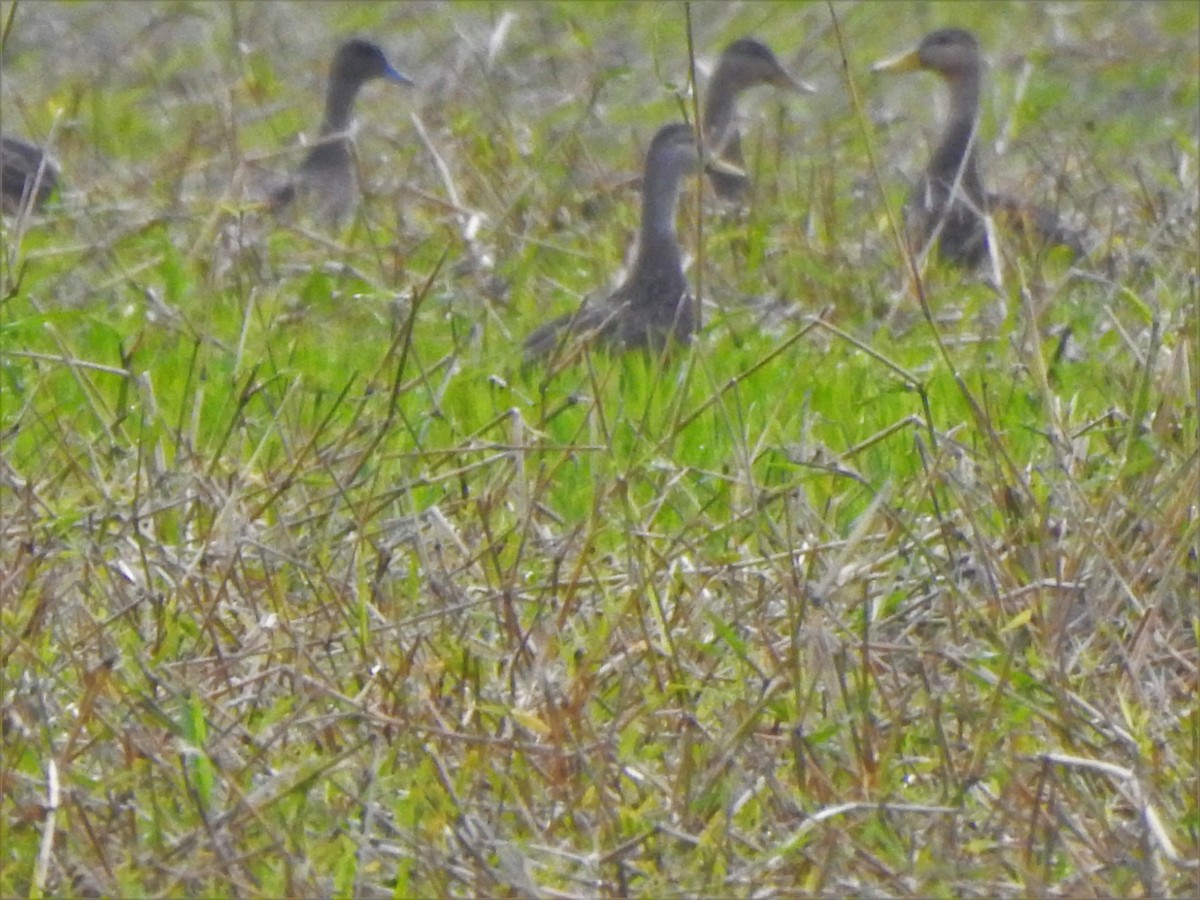 Gadwall - ML197001821