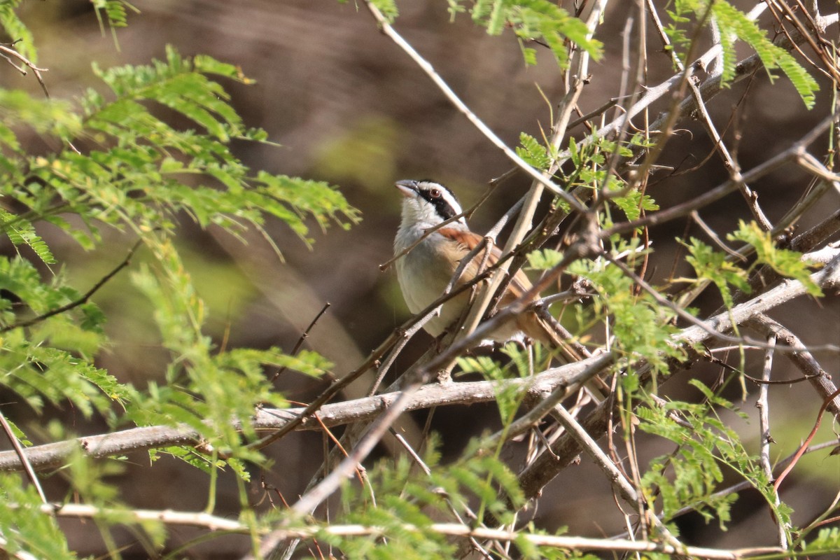 Stripe-headed Sparrow - ML197002011