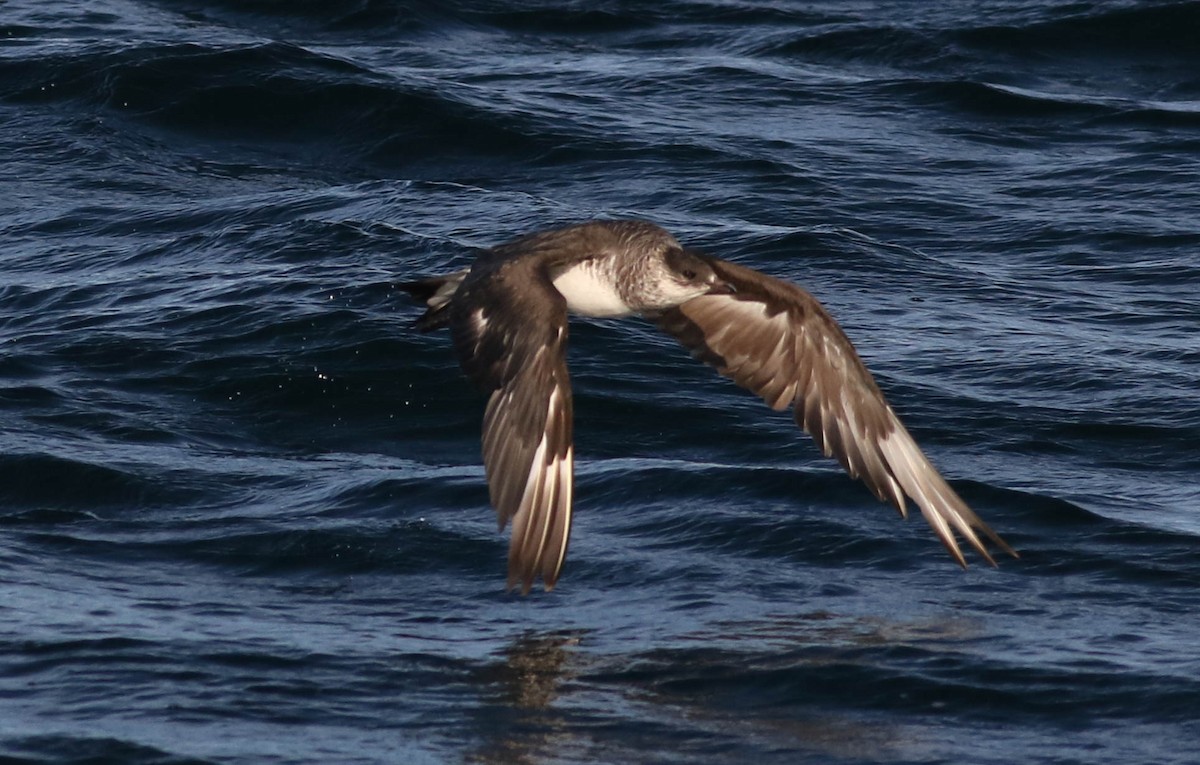 Parasitic Jaeger - Anonymous